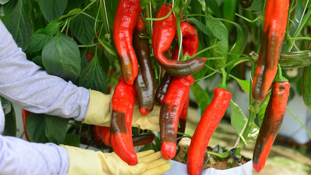 bai-viet/ot-palermo-gia-tri-dinh-duong-va-loi-ich-suc-khoe-it-nguoi-biet.html