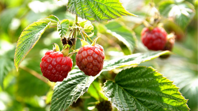 bai-viet/tac-dung-cua-cay-mam-xoi-voi-phu-nu-va-luu-y-khi-dung.html