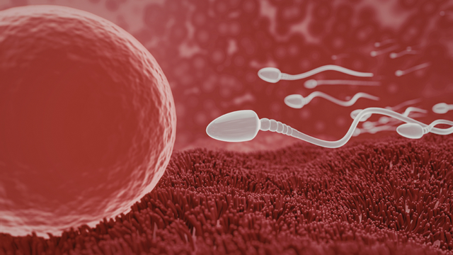 bai-viet/tinh-trung-gap-trung-bao-lau-thi-thu-thai-lam-sao-de-tang-kha-nang-tinh-trung-gap-trung.html