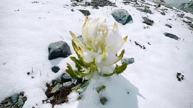 bai-viet/tra-hoa-sen-tuyet-cong-dung-voi-suc-khoe-va-cach-su-dung.html