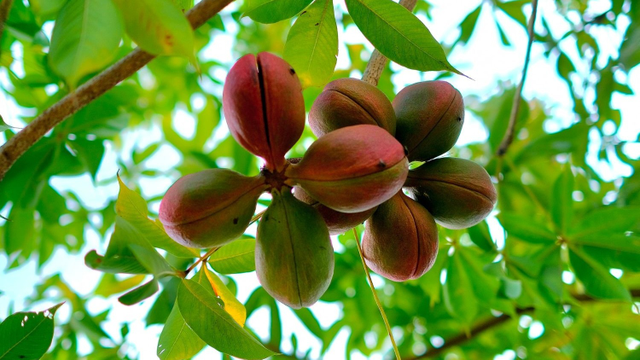 bai-viet/trai-mu-trom-an-duoc-khong-nhung-ai-nen-than-trong.html