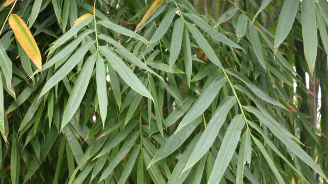 bai-viet/uong-nuoc-la-tre-gai-co-tac-dung-gi-nhung-dieu-can-biet-truoc-khi-su-dung.html