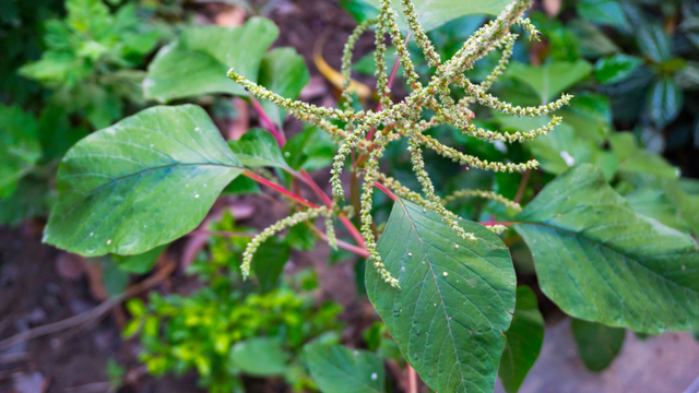 bai-viet/uong-nuoc-rau-den-gai-co-tac-dung-gi-can-luu-y-gi-khi-uong-nuoc-rau-den-gai.html
