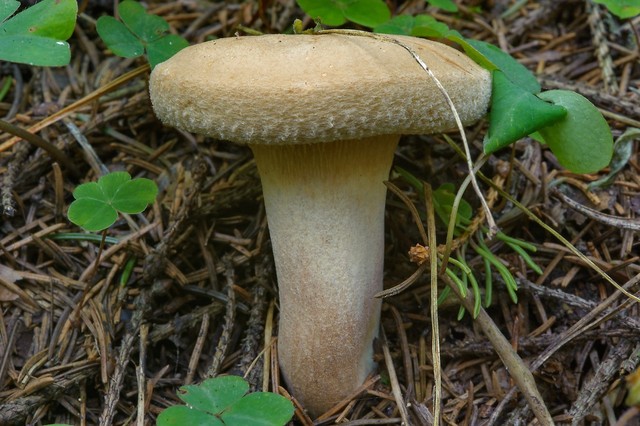 bai-viet/12-mon-an-gay-hai-cho-con-nguoi-24424.html