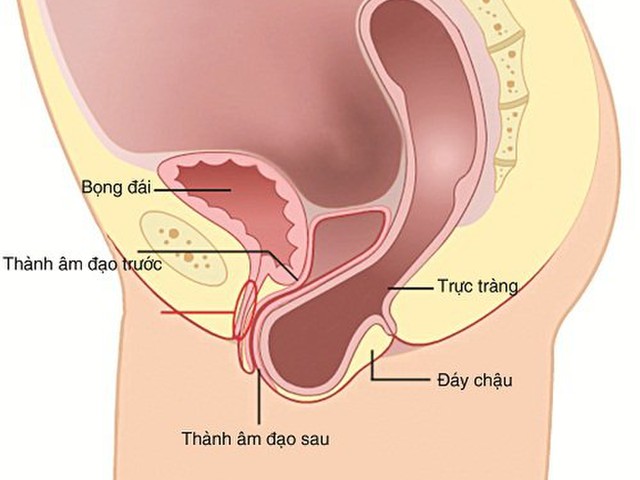 benh/sa-truc-trang-212.html