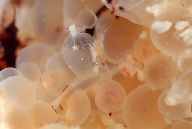 benh/chua-trung-282.html