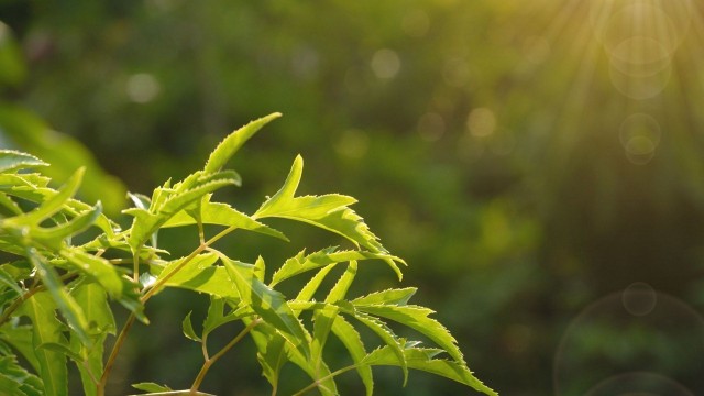 bai-viet/3-tac-dung-bat-ngo-cua-la-dinh-lang-trong-lam-dep.html