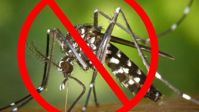 bai-viet/5-cach-duoi-muoi-va-diet-muoi-hieu-qua-de-phong-benh-sot-xuat-huyet.html