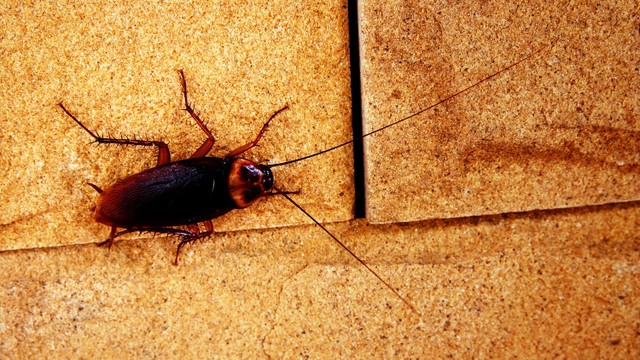 bai-viet/5-loai-thuoc-diet-gian-duc-hieu-qua-hien-nay-60189.html