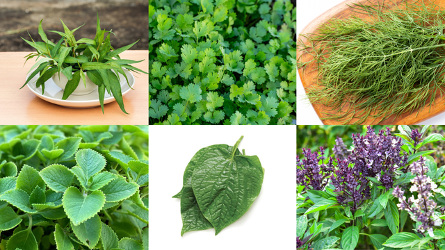 bai-viet/6-loai-rau-thom-an-thuong-xuyen-se-giup-ban-song-khoe.html