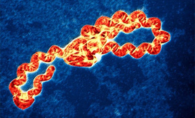 benh/nhiem-leptospira-73.html