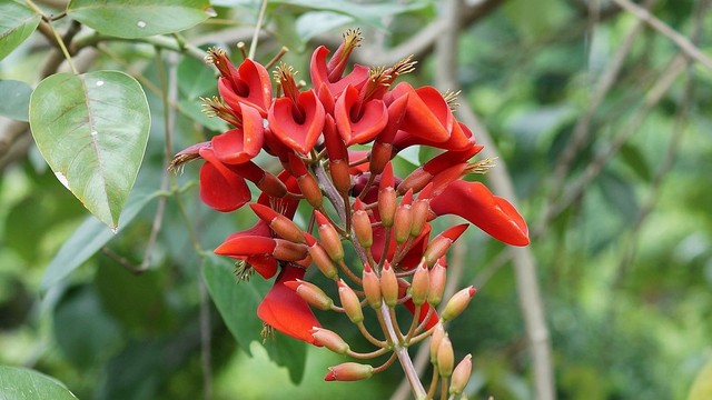 bai-viet/7-cong-dung-cua-la-vong-nem-doi-voi-suc-khoe-60796.html