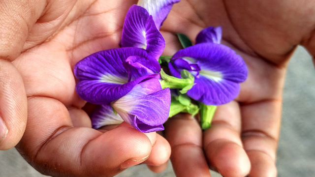 bai-viet/7-loi-ich-suc-khoe-tu-hoa-dau-biec.html