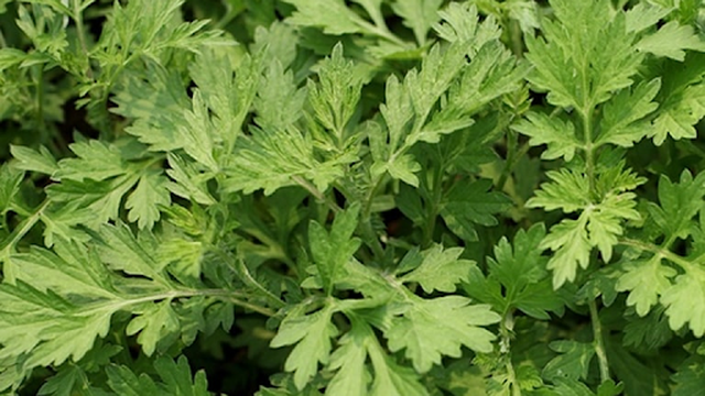 bai-viet/bai-thuoc-dan-gian-chua-viem-khop-cung-chau-hieu-qua.html