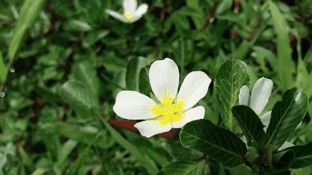 bai-viet/cay-rau-dua-nuoc-co-tac-dung-gi-doi-voi-suc-khoe.html