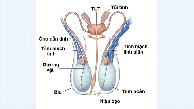 bai-viet/khi-nao-can-dieu-tri-gian-tinh-mach-thung-tinh-do-1-benh-duoc-dieu-tri-nhu-the-nao.html