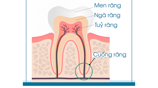 bai-viet/viem-quanh-cuong-rang-nguyen-nhan-trieu-chung-va-cach-dieu-tri.html