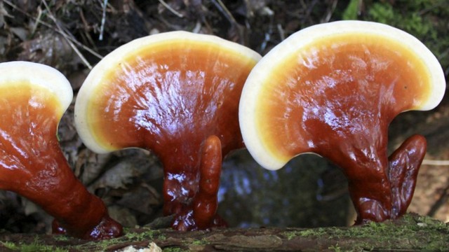 bai-viet/dung-nam-lim-xanh-chua-u-xo-tu-cung-nen-hay-khong-nhung-dieu-chi-em-khong-nen-bo-lo.html