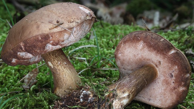 bai-viet/an-nam-tram-co-doc-khong-goi-y-mot-so-mon-an-su-dung-nam-tram-cho-ban.html