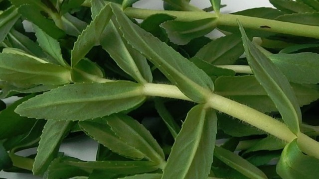 bai-viet/rau-om-tia-chua-benh-gi-nhung-bai-thuoc-chua-benh-tu-rau-om-tia.html