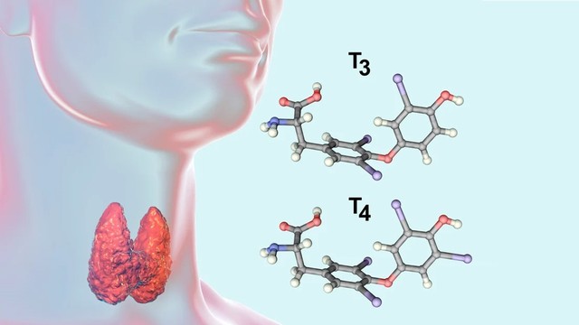 bai-viet/hormon-tuyen-giap-t3-t4-co-vai-tro-gi.html