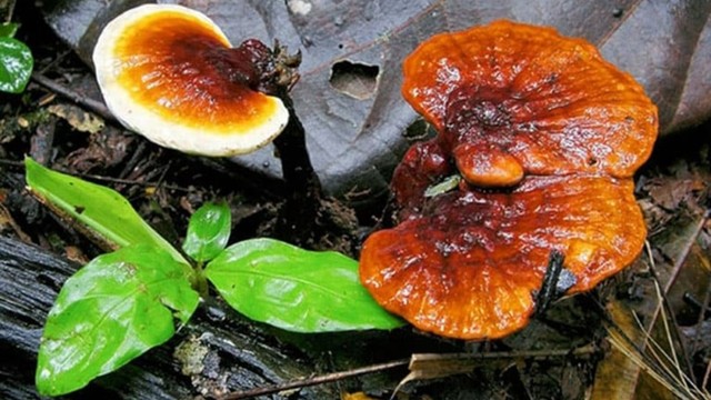 bai-viet/tre-em-uong-nam-lim-xanh-duoc-khong-nhung-cong-dung-bat-ngo-cua-nam-lim-xanh.html