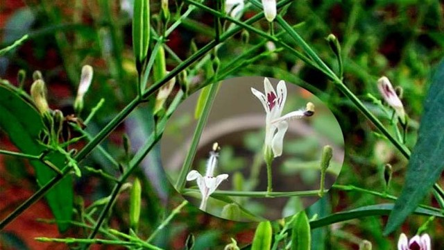 bai-viet/xuyen-tam-lien-la-gi-co-nen-tu-uong-xuyen-tam-lien-dieu-tri-covid-19-khong.html