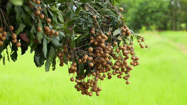 bai-viet/an-nhan-co-beo-khong-giai-dap-va-cach-an-nhan-hop-ly.html