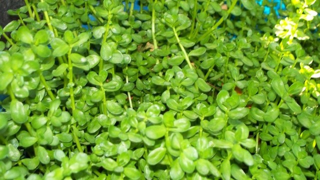 bai-viet/rau-dang-la-rau-gi-an-rau-dang-thuong-xuyen-co-tot-khong.html