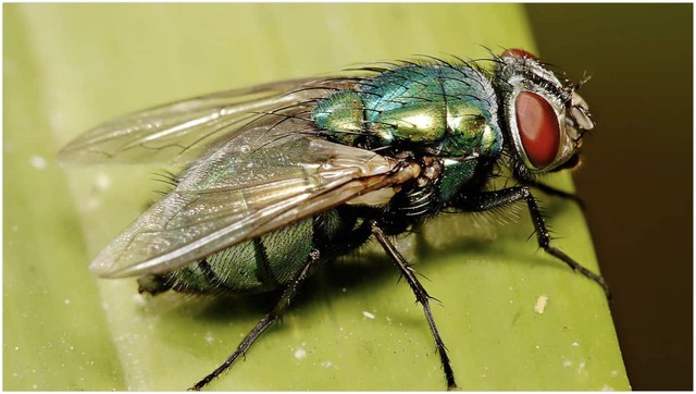 bai-viet/au-trung-ruoi-trau-la-gi-dau-hieu-cach-dieu-tri-va-phong-ngua-nhiem-au-trung-ruoi-trau.html