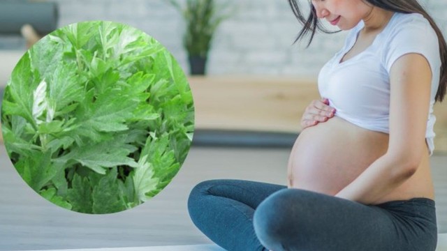 bai-viet/ba-bau-co-an-duoc-ngai-cuu-khong-nhung-dieu-ba-bau-can-luu-y-khi-an-ngai-cuu.html