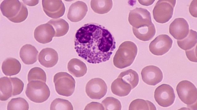 bai-viet/bach-cau-ua-axit-la-gi-chuc-nang-cua-bach-cau-ua-axit.html