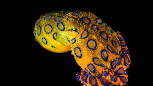 bai-viet/bach-tuoc-dom-xanh-co-an-duoc-khong-vi-sao.html