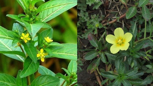 bai-viet/cay-rau-muong-tri-dau-khop-dung-khong-nhung-bien-chung-khi-dau-khop-khong-dieu-tri-kip-thoi.html