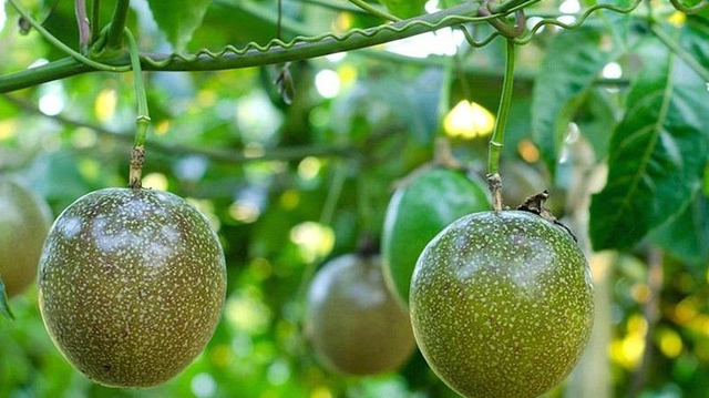 bai-viet/chanh-day-co-may-loai-gia-tri-dinh-duong-va-cong-dung-voi-suc-khoe.html