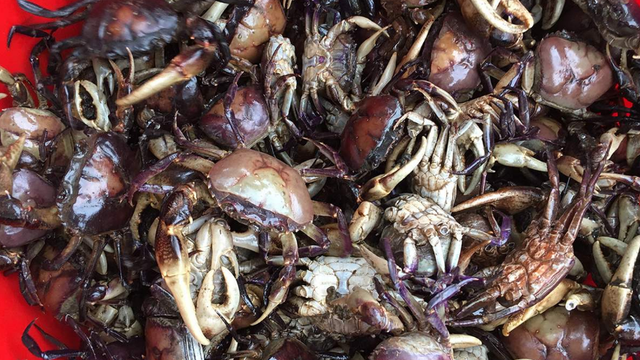 bai-viet/cua-dong-va-thanh-phan-dinh-duong-cong-dung-luu-y-khi-an.html