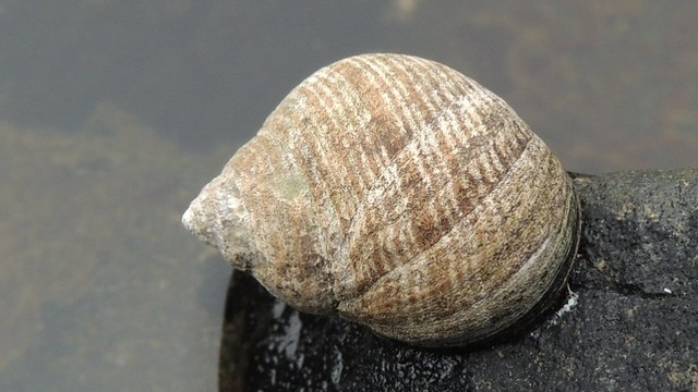 bai-viet/oc-mo-la-gi-thanh-phan-dinh-duong-loi-ich-suc-khoe-va-nhung-luu-y-khi-an.html