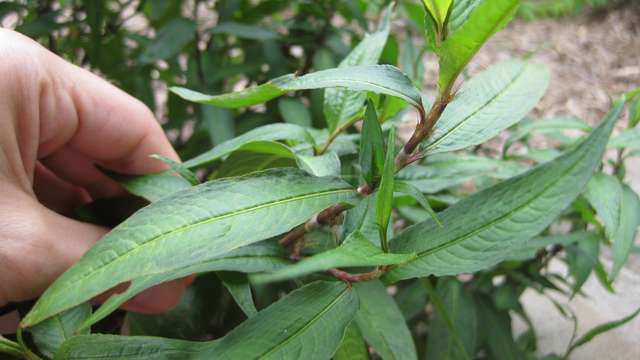 bai-viet/an-rau-ram-lam-cham-kinh-nguyet-co-dung-hay-khong.html