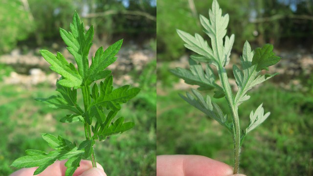 bai-viet/tac-dung-cua-la-ngai-cuu-doi-voi-phu-nu-va-nhung-luu-y-khi-su-dung.html