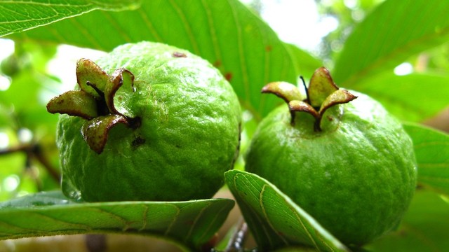 bai-viet/tra-la-oi-co-tac-dung-gi-nhung-luu-y-can-biet-de-su-dung-an-toan-va-hieu-qua.html