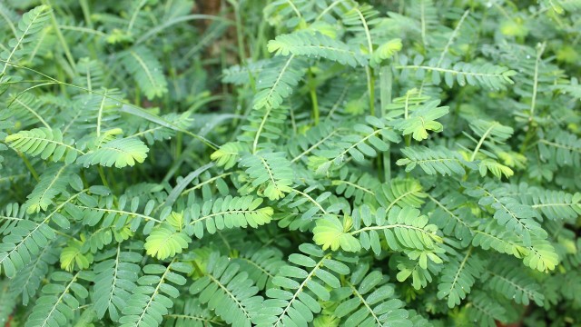 bai-viet/bat-mi-3-cach-chua-viem-gan-b-bang-cay-cho-de-an-toan-va-hieu-qua.html