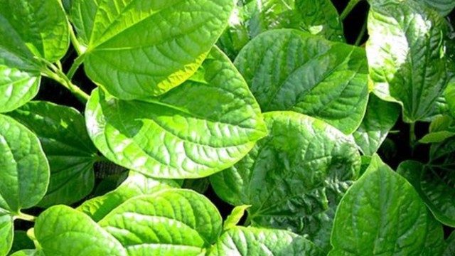 bai-viet/bat-mi-cach-chua-benh-ra-mo-hoi-tay-chan-bang-la-lot-khong-phai-ai-cung-biet.html