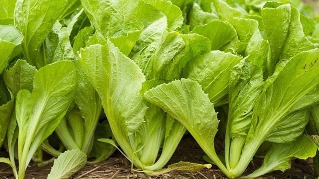 bai-viet/bau-an-rau-cai-dang-duoc-khong-loi-ich-suc-khoe-ma-rau-cai-dang-mang-lai-la-gi.html