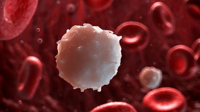 bai-viet/benh-bach-cau-lymphocytic-man-tinh-nguyen-nhan-trieu-chung-cach-dieu-tri.html