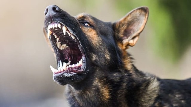 bai-viet/benh-dai-o-cho-va-nhung-trieu-chung-ma-ban-can-nam-ro.html