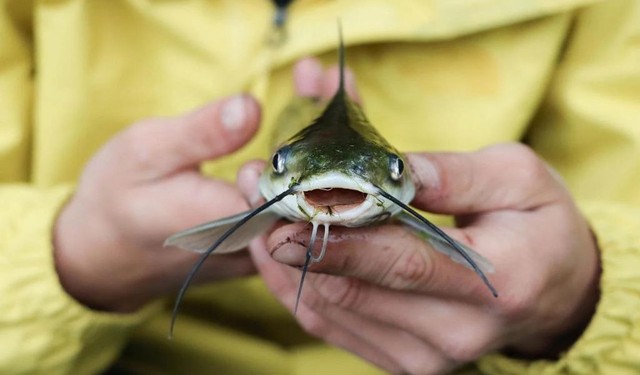 bai-viet/bi-ca-ngat-dam-lam-sao-het-nhuc-cach-so-cuu-khi-bi-ca-co-doc-tan-cong.html