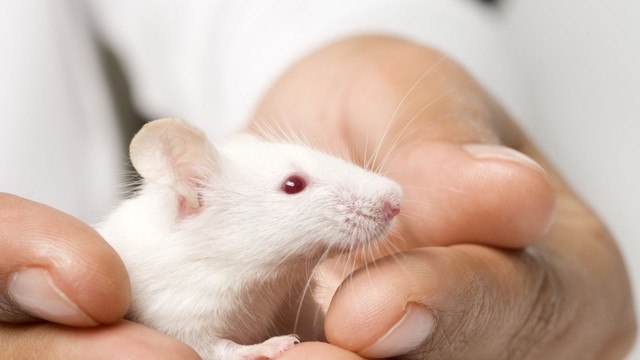 bai-viet/bi-chuot-can-co-sao-khong-phai-lam-sao-khi-bi-chuot-can-64524.html