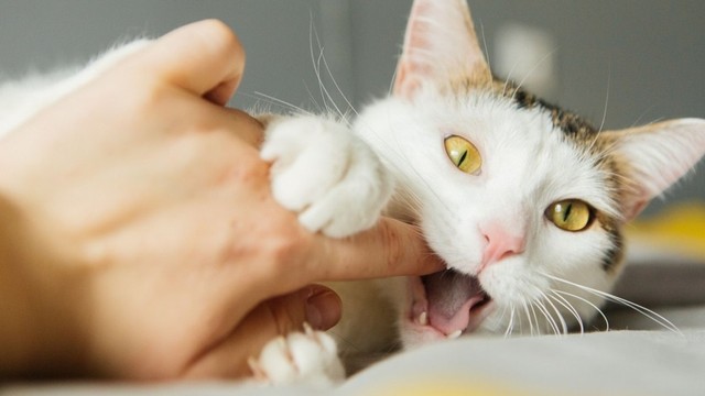 bai-viet/bi-meo-can-nhung-khong-chay-mau-co-sao-khong-64668.html