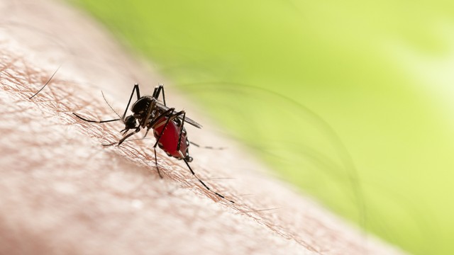 bai-viet/bien-doi-khi-hau-dang-anh-huong-nhu-the-nao-den-su-lay-lan-cua-cac-benh-truyen-qua-muoi.html