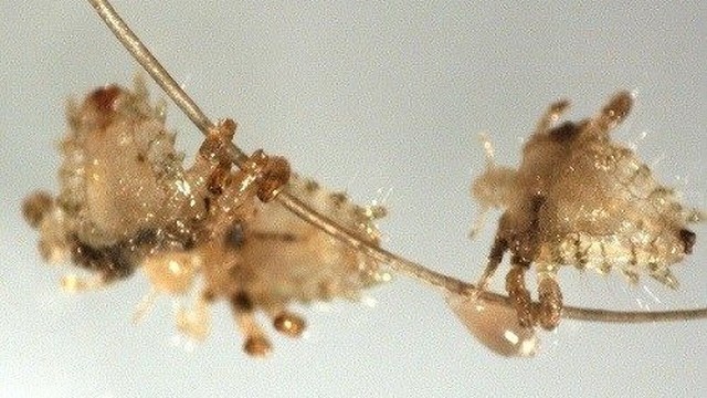 bai-viet/bieu-hien-bi-ran-mu-nhu-the-nao-64296.html